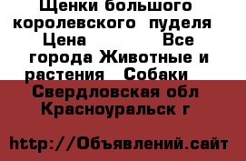 Щенки большого (королевского) пуделя › Цена ­ 25 000 - Все города Животные и растения » Собаки   . Свердловская обл.,Красноуральск г.